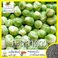 เมล็ดพันธุ์ กะหล่ำดาว 250 เมล็ด Brussels sprouts Seed  เมล็ดพันธุ์แท้100% นำเข้าจากต่างประเทศ ปลูกผัก สวนครัว ผัดกะหล่ำ