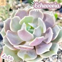 [กุหลาบหิน ลอล่า] Echeveria Lola แคคตัส ต้นไม้ ไม้หนาม ไม้ทนแล้ง กุหลาบหิน ไม้อวบน้ำ พืชอวบน้ำ succulent cactus กระบองเพชร ของขวัญ