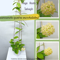 Hoya acuta ต้นโฮย่า ไม้ดอกหอม ไม้แขวนประดับ