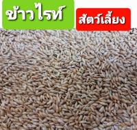 ข้าวไรย์ Canary Seed อาหารนก อาหารธัญพืชสำหรับนก (แบ่งขาย 1kg.)