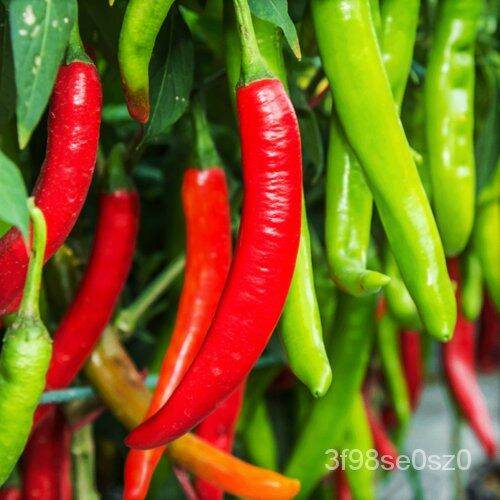 cash on delivery Large Red Thick Cayenne Pepper Seeds Hot Chili Chile