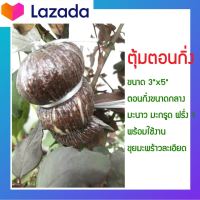 ตุ้มตอนกิ่ง ขุยมะพร้าวตอนกิ่ง 10 ชิ้น ตอนกิ่ง ต้นไม้ วัสดุปลูก ขุยมะพร้าวหมัก ฟรี!เชือก+น้ำยาเร่วราก 1.5 มล. 1 ชิ้น