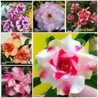 11 เมล็ด เมล็ดพันธุ์ Home Seed  ชวนชม สายพันธุ์ฮอลแลนด์ คละสี Adenium Seeds กุหลาบทะเลทราย Desert Rose ราชินีบอนไซ อัตรางอกสูง 80-90% มีคู่มือปลูก