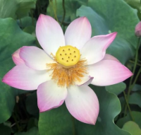 5 เมล็ด บัวนอก บัวนำเข้า บัวสายพันธุ์ Respected Guest LOTUS สีชมพู สวยงาม ปลูกในสภาพอากาศประเทศไทยได้ ขยายพันธุ์ง่าย เมล็ดสด