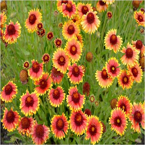 Gaillardia mix seeds Lazada PH
