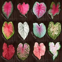 ( PRO+++ ) โปรแน่น.. หัวบอนสี(Caladium)นำเข้าจากอเมริกา 1หัวขยายพันธุ์ได้หลายต้น /Set1 ราคาสุดคุ้ม พรรณ ไม้ น้ำ พรรณ ไม้ ทุก ชนิด พรรณ ไม้ น้ำ สวยงาม พรรณ ไม้ มงคล