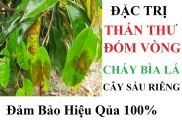 THUỐC TRỪ BỆNH THÁN THƯ, ĐỐM VÒNG, CHÁY BÌA LÁ CÂY SẦU RIÊNG