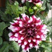 1 หัว/ออเดอร์ รักเร่ Dahlia rhizome สายพันธุ์ Mystery Day หัวรักเร่ ดอกไม้ หัวหน่อ เหง้า นำเข้า เนเธอร์แลน หัวสดใหม่