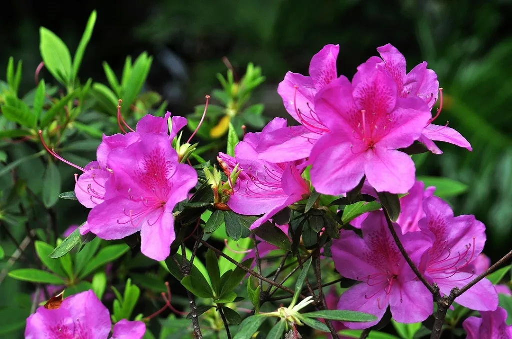 Handa Na Stock Sa Pilipinas 50pcs Rhododendron Seed Mix Colour Potted Azalea  Flower Seeds Easy To Grow Philippines Garden Flower Plant Bonsai Seed Live  Plants Ornamental Plants Indoor and Outdoor Real Plant