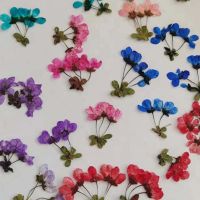 【cw】 1 4CM/24PCS Small Pressed Dried Flowers Real Snow Plum Branches Resin JewelleryPhone Case ！