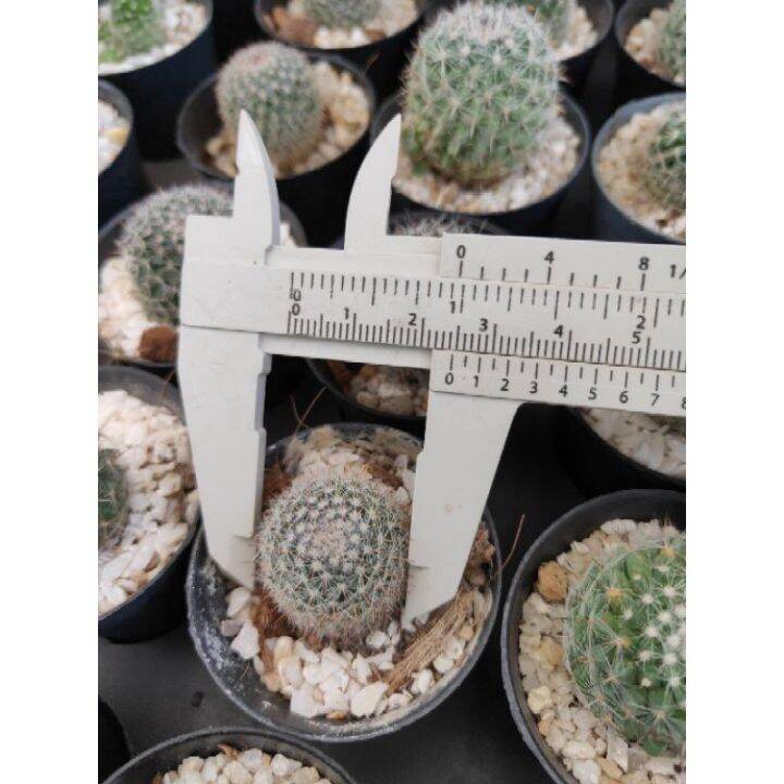 พร้อมส่ง-โปรโมชั่น-แมมแม่เฒ่า-หรือแมมฮาเนียน่า-mammillaria-hahniana-small-size-ส่งทั่วประเทศ-พรรณ-ไม้-น้ำ-พรรณ-ไม้-ทุก-ชนิด-พรรณ-ไม้-น้ำ-สวยงาม-พรรณ-ไม้-มงคล