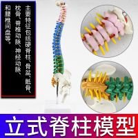 45 cm color partition human nerve cervical thoracic lumbar spine bone ridge interverbebral disc highlight coccygeal vertebra pelvis