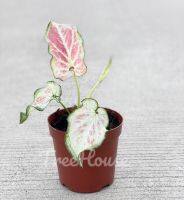 บอนสี ของขวัญ (Caladium sp. khongkwan) กระถาง 4 นิ้ว