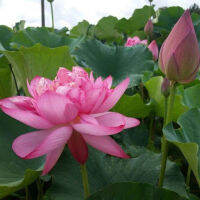 5 เมล็ดพันธุ์ บัว สายพันธุ์ Titanic Lotus สีชมพู นำเข้าจาก อเมริกา เพาะปลูกและเก็บเมล็ดในไทย ขยายพันธุ์ในไทยได้