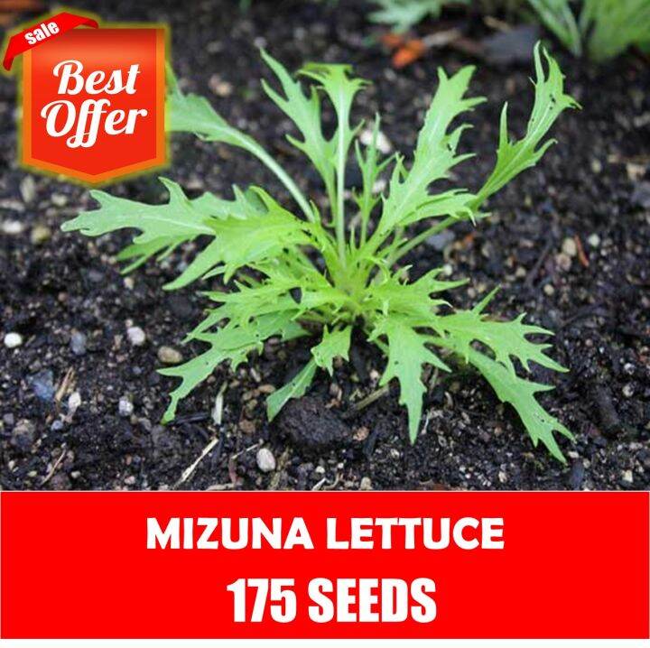 Mizuna Lettuce Japanese Mustard Seeds Lazada PH