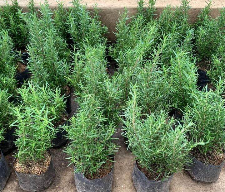 Rosemary herbs 8" Lazada PH
