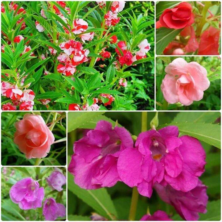 เทียนไทย-ดอกเทียน-เมล็ดพันธุ์ดอกเทียน-balsam-seed-บรรจุ-20-เมล็ด-10-บาท