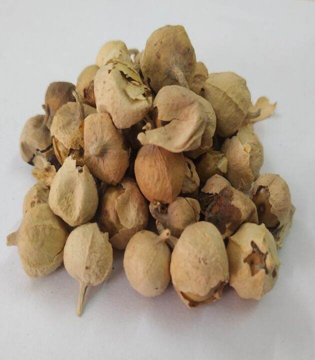 Indian Rennet flower seed (Withania coagulans) Panneer Poo Paneer Dodi ...