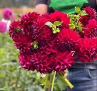 20 เมล็ดพันธุ์ รักเร่ Dahlia Seeds สายพันธุ์ RUBY FOSS สีแดง รักเร่ รักแรกพบ ดอกไม้แห่งมิตรภาพ ความรักเริ่มต้น เพาะเลี้ยงง่าย ตั้งโต๊ะทำงาน