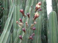 แก้วมังกรเม็กซิโกผลสีขาว - Mexican Pitaya (Stenocereus queretaroensis Blanco)