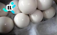 1 Pc White Dia 52.5mm Pool Balls White Billiard Training Ball Snooker Ball Cue Ball