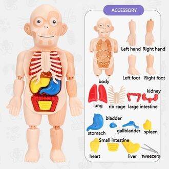 human-body-ของเล่นโมเดลมนุษย์จำลอง-อวัยวะชิ้นส่วนสามารถถอดประกอบได้