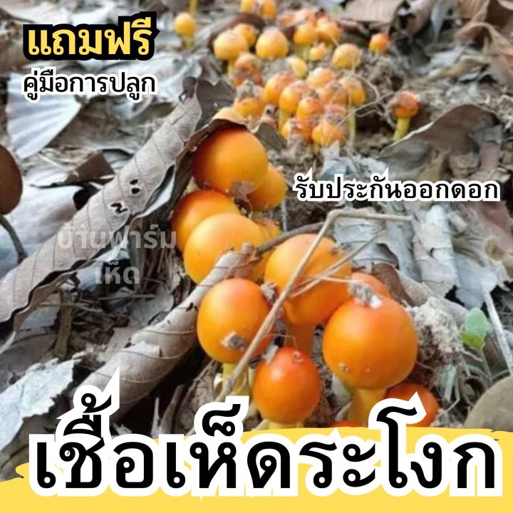 หัวเชื้อเห็ดระโงก-เชื้อเห็ด-แบบเข้มข้น-หมักจนเป็นจุลินทรีย์ฮอโมน-รับประกันออกดอก-เชื้อเห็ดสูตรเข้มข้น