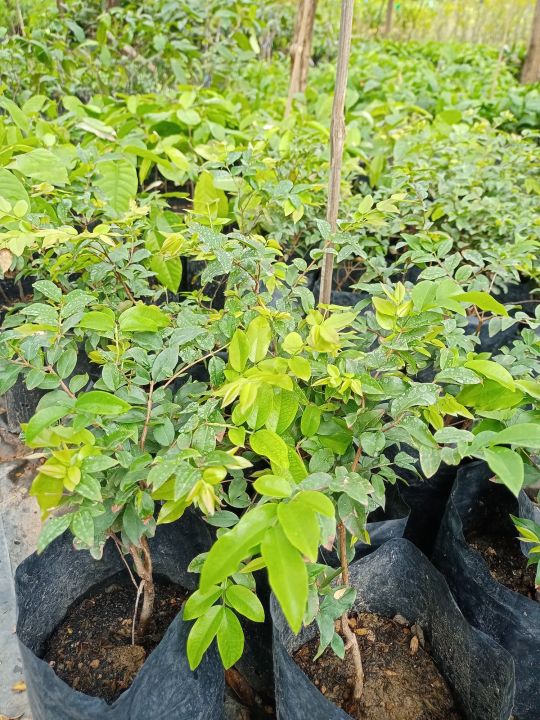 ต้นองุ่นบราซิลหรือฌาบูชีกาบา-ปลูกเป็นไม้ประดับ-ผลรสหวาน