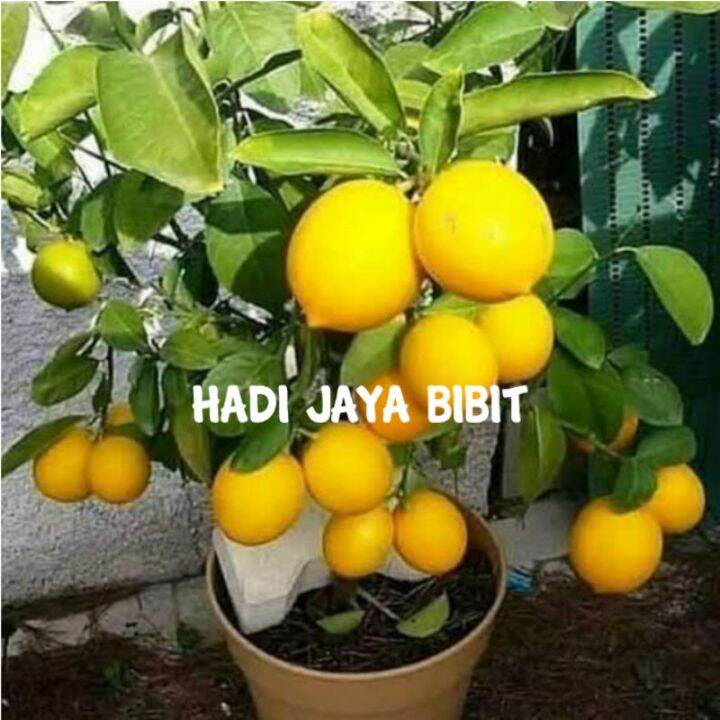 Pohon Jeruk Lemon Kondisi Berbuah Tanaman Jeruk Lemon Import Berbuah