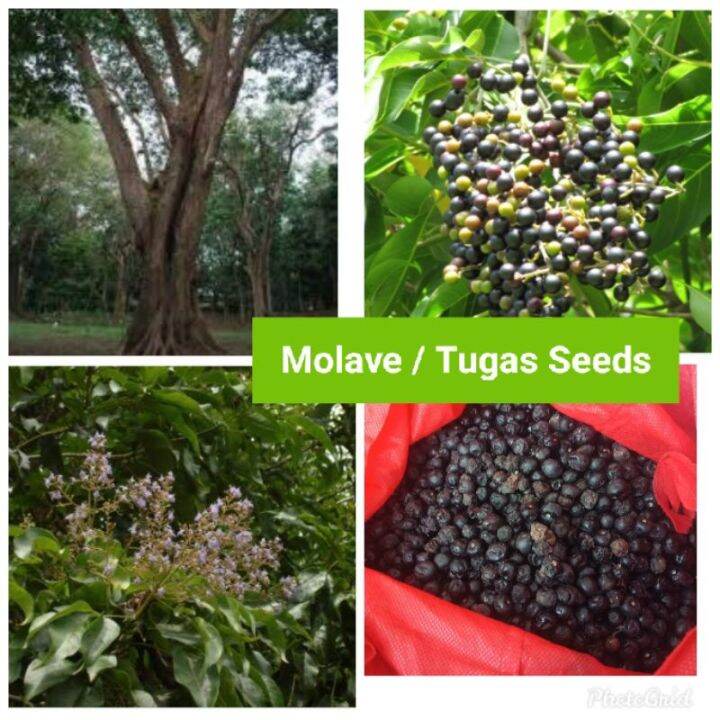 MOLAVE/TUGAS (25 seeds) buy 1 get 1 free Lazada PH