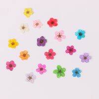 100 pcs Mini Pressed Dried Narcissus Jonquilla ดอกไม้พืชสมุนไพรสำหรับอีพ็อกซี่เรซิ่นเครื่องประดับ Bookmark โปสการ์ด Nailart Craft DIY-GFGNH MALL