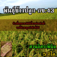 ข้าวปลูก กข43 พันธ์ข้าว กข43 ขนาด 5 กิโลกรัม