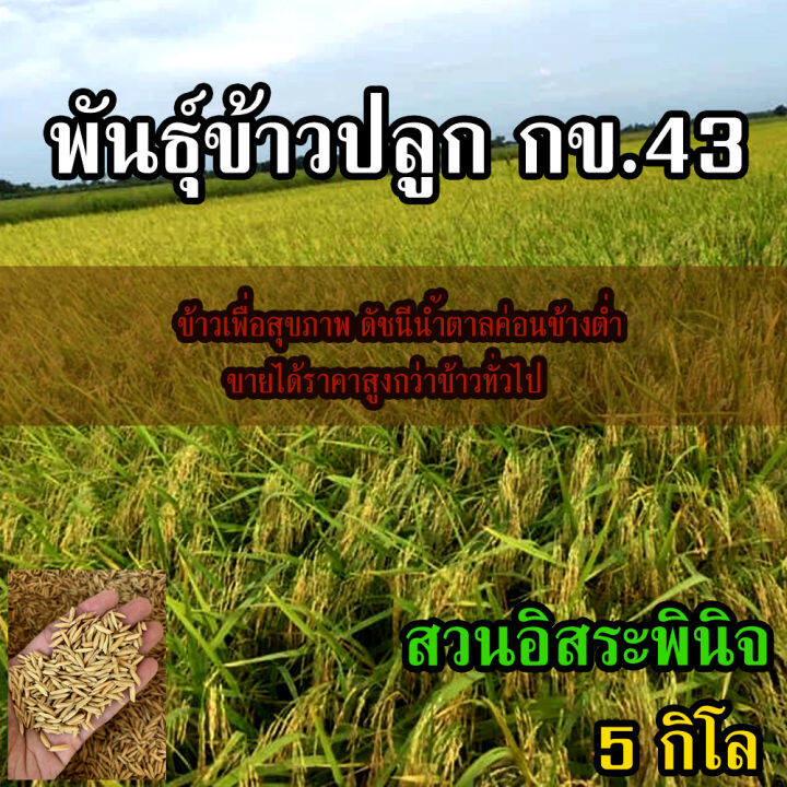 พันธุ์ข้าวปลูก-กข43-ข้าวปลูก-กข43-ขนาด-5-กิโลกรัม