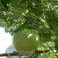 เมล็ดพันธุ์ น้ำเต้าบัสเชล (Bushel Gourd Seed) บรรจุ 10 เมล็ด คุณภาพดี ของแท้