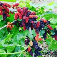 20 เมล็ดพันธุ์ Garden Seeds หม่อน ลูกหม่อน หรือ มัลเบอร์รี่ เก้ซิวเอียะ Mulberry Seed อัตราการงอก 80-85%