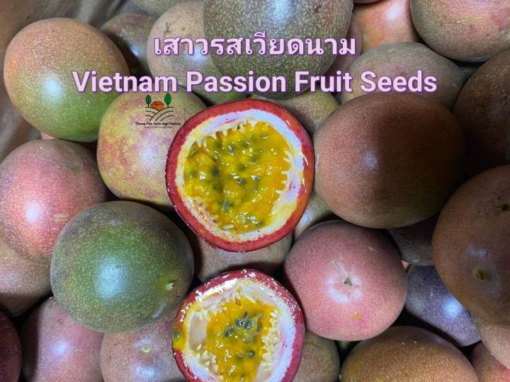 เสาวรสเวียดนาม-vietname-passion-fruit-seeds-เมล็ดพันธุ์เสาวรสเวียดนาม-แบ่งขายบรรจุ-5-เมล็ด-เสาวรส