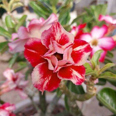 2 เมล็ด เมล็ดพันธุ์ ชวนชม สายพันธุ์ Bryony สีเหลืองแดง Bonsai Desert Rose Adenium Seed กุหลาบทะเลทราย ราชินีทะเลทราย บอนไซ มีคู่มือปลูก