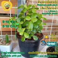 ปะการังสายรุ้ง เขียว ( Miniature jade plant )