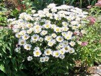 Silver Princess Shasta Daisy (200 seeds) ดอกเดซี่ ซิลเวอร์ปริ้นเซส (200 เมล็ด)