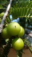 มะขามป้อม (Indian gooseberry)ขนาด 50 ซม.