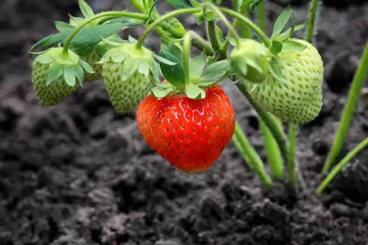 เมล็ดพันธุ์-strawberry-สายพันธุ์-ogallala-50-เมล็ด-เมล็ดพันธุ์นำเข้าจาก-ยุโรป