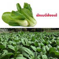 เมล็ดพันธุ์ ผักเบบี้ฮ้องเต้ (Pak Chai) 300 เมล็ด ปลูกง่าย ปลูกได้ทั่วไทย