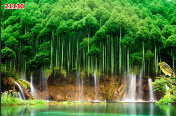 Thăm rừng trúc sào ở độ cao ngàn mét ở Nguyên Bình Cao Bằng