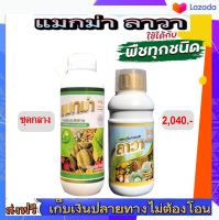 แมกม่า-ลาวา Maxma- Lawa(ชุดกลาง) 2 ขวด สารจับใบแมกม่าเร่งการดูดซึมเร็วให้กับใบพืชและปุ๋ยน้ำลาวาช่วยเร่งการเจริญเติบโตให้กับพืชได้ทุกชนิด