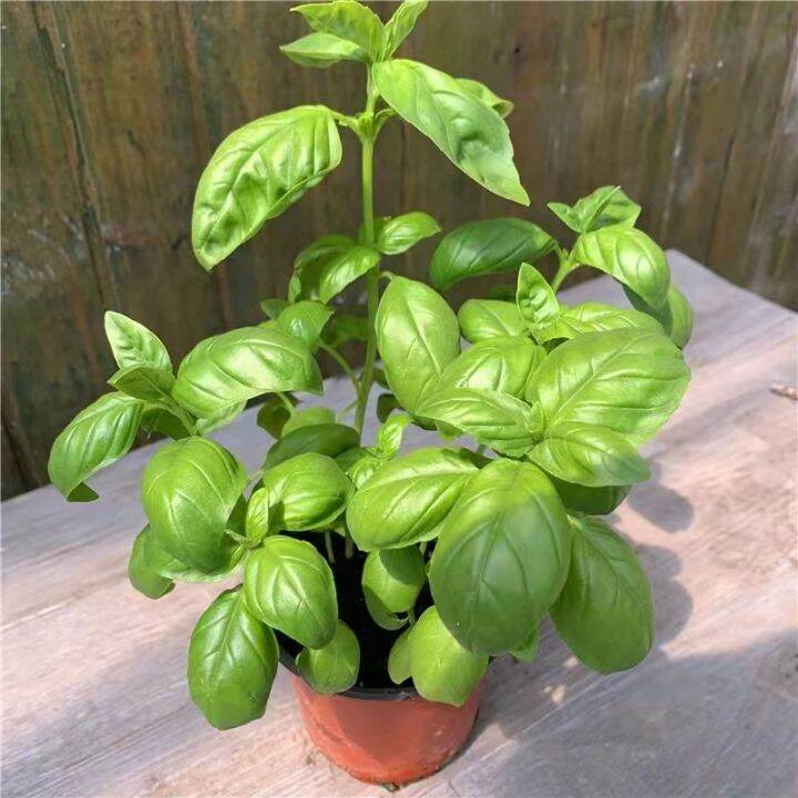 Sweet Basil Seeds Planting Basil Genovese Seed Perennial Plants