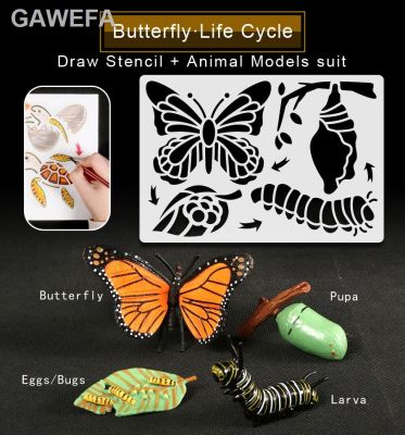 ◄☁Montessori Ladybug Kupu-Kupu Ayam Katak Siklus Hidup Menggambar Stensil โมเดล Patung Mengajar Mainan Pendidikan untuk Anak-Anak