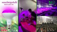 ( Pro+++ ) คุ้มค่า หลอดไฟปลูกต้นไม้ Grow Light LED 15 วัตต์ ราคาดี หลอด ไฟ หลอดไฟตกแต่ง หลอดไฟบ้าน หลอดไฟพลังแดด