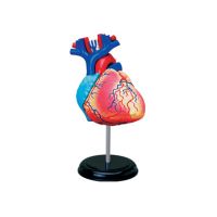 1:1 Heart 4D Master Puzzle Assembling Toy Human Body Organ Anatomical Model Medical Teaching Model