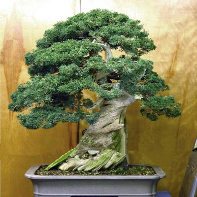 ขายส่ง 100 เมล็ด เมล็ดพันธุ์ seeds บอนไซ ต้นสนจูนิเปอร์ สินค้านำเข้า Bonsai สนจูนิเปอร์ juniper จูนิเปอร์บอนไซ juniper bonsai seeds บอนไซสนจูนิเปอร์ ไม้ดัด ไม้โขด ไม้แคระ ไม้มงคล สมุนไพร ไม้จิ๋ว ไม้หัว ไม้แปลก มหามงคล พันธ์ไม้  ต้นไม้ ไม้จัดสวน ไม้ดอก.