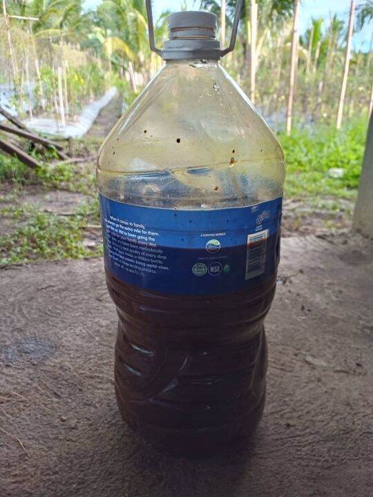 Lactic Acid Bacteria Serum (LABS) 500 ML Lazada PH